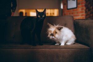 cat and dog