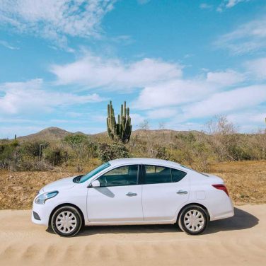 Latest Attraction at French Theme Park: Crows That Pick Up Trash