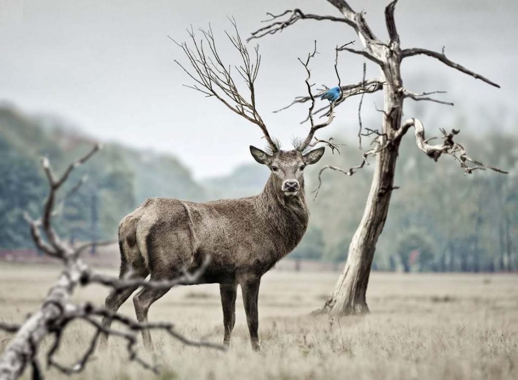 The deer population is now beginning to grow after breeding
