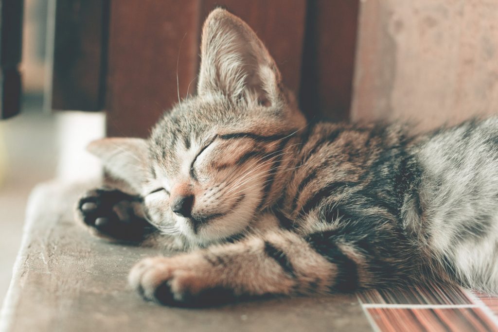 Having a cute and active cat can overcome fatigue after work