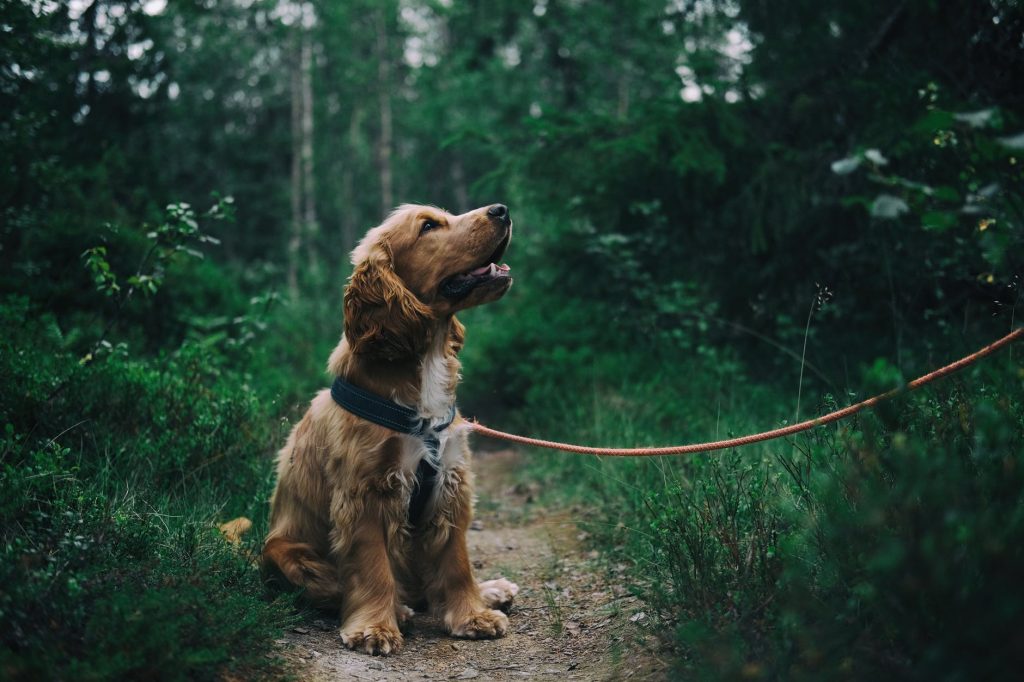 5 facts you should know about dogs before raising them