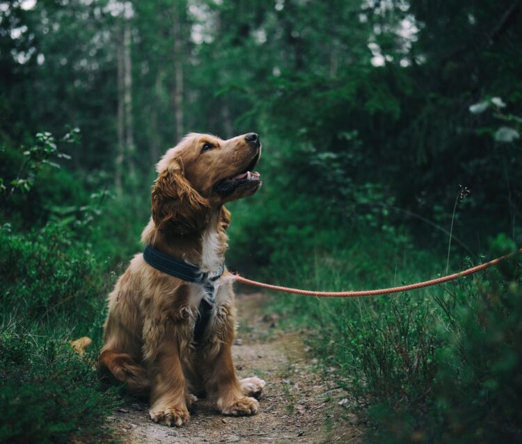 5 facts you should know about dogs before raising them