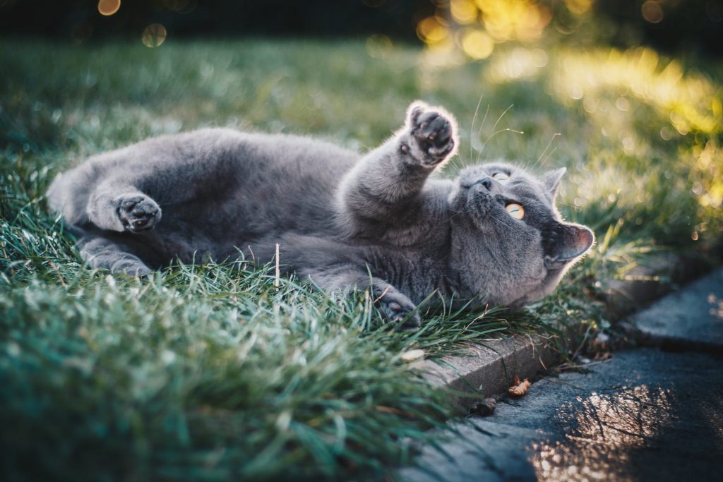 Videos of cute cats playing on the grass went viral