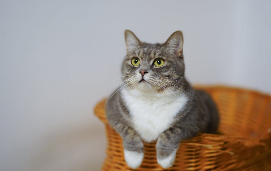 This type of cat is the most sought after for this year