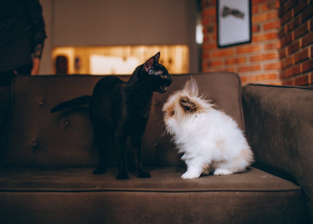 3 tips and tricks that you must do if your pet is fighting