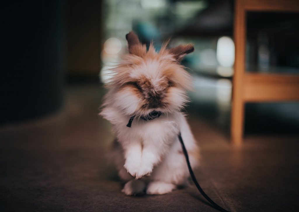 A type of rabbit that is very rare and has a high selling price