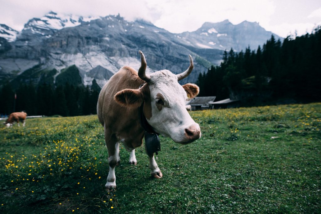 This farm uses a natural concept to care for cows