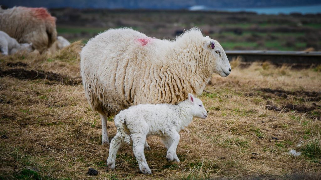 Keep an eye on a lamb that has just been born safely