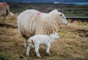Keep an eye on a lamb that has just been born safely