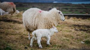 Keep an eye on a lamb that has just been born safely