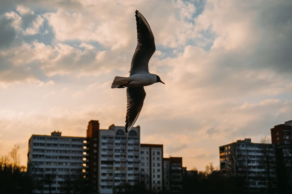 This bird flies south to lay eggs when spring comes