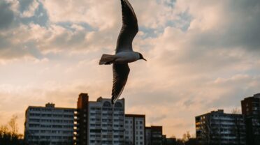 This bird flies south to lay eggs when spring comes