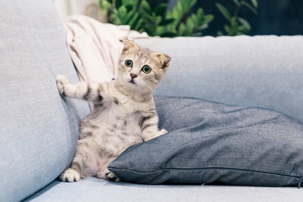 A rare moment when a cat is shocked to see something moving