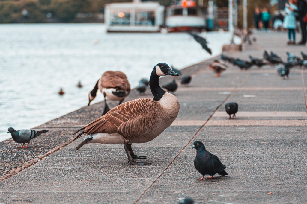 The 2 types of ducks are the rarest and hard to find today