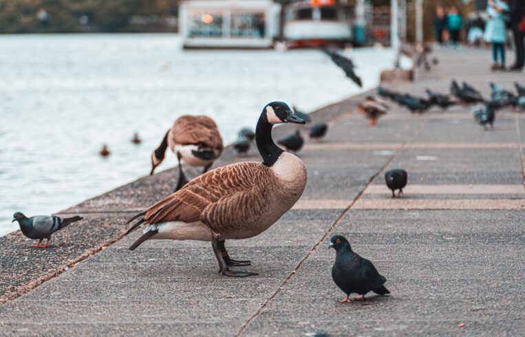 The 2 types of ducks are the rarest and hard to find today