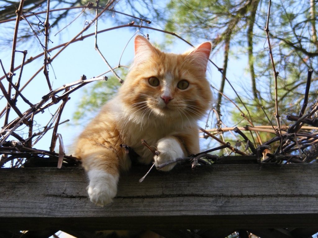 How to care for cats and what foods are most suitable