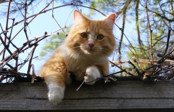 How to care for cats and what foods are most suitable