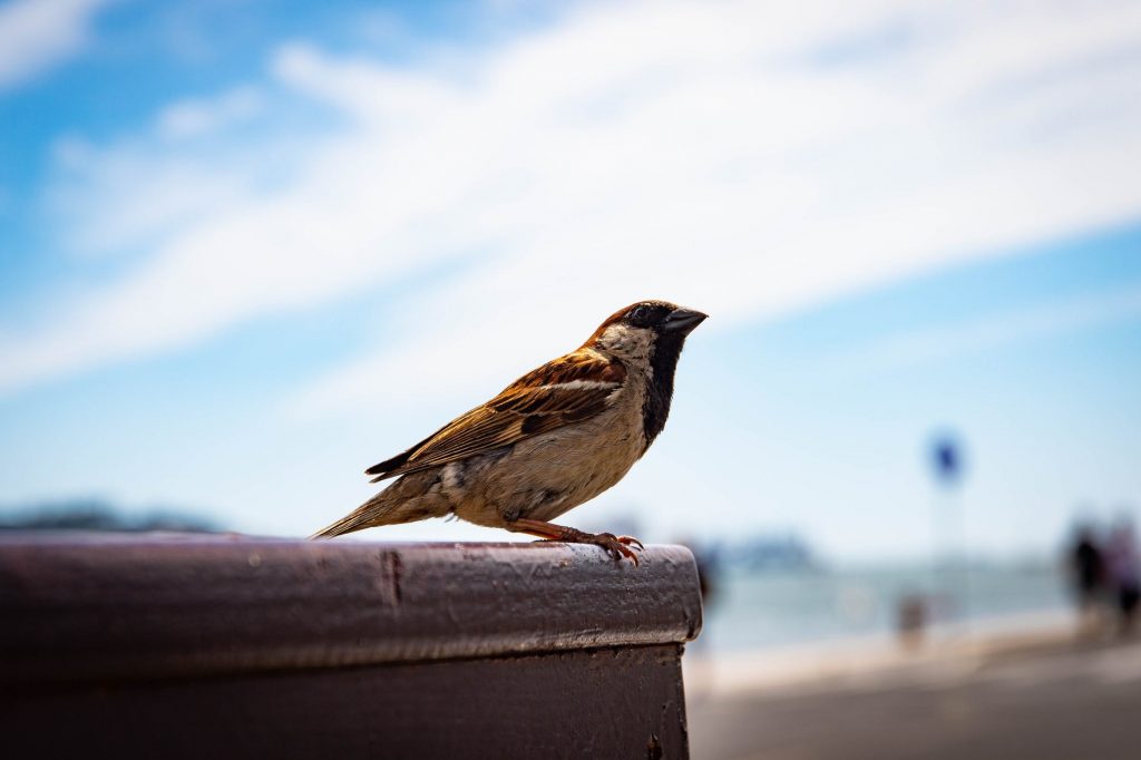The most common bird species found around your house
