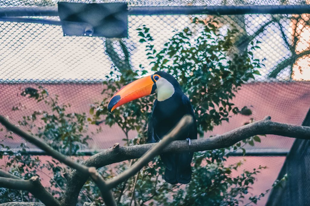 Bird lovers will surely be fascinated by the beauty of this bird