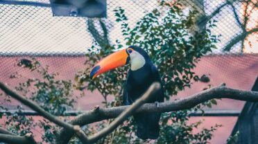 Bird lovers will surely be fascinated by the beauty of this bird