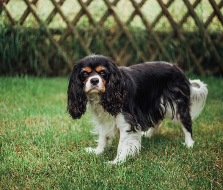 6 Facts Dog habits that you should know and understand