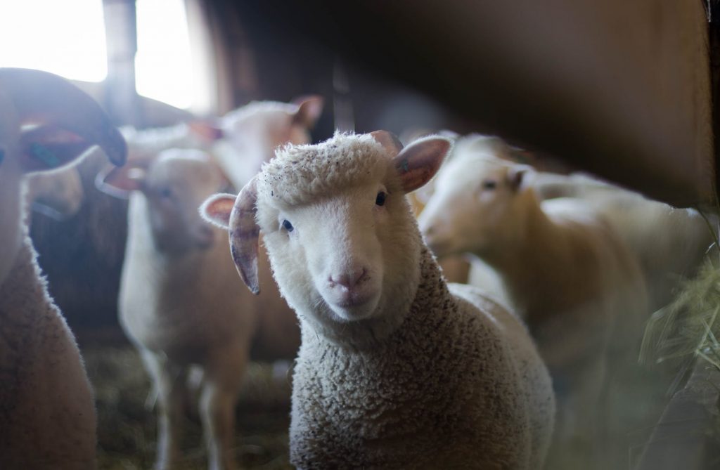 The largest sheep farm in Australia is very clean and healthy
