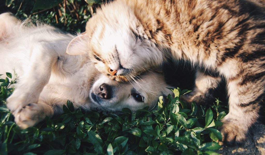 Cats and dogs can actually be best friends if cared for together