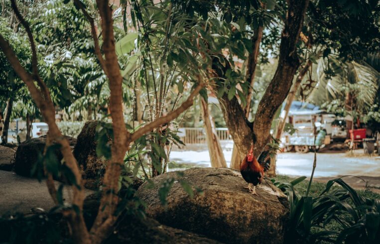 Increased demand for chickens makes the farmers benefit greatly